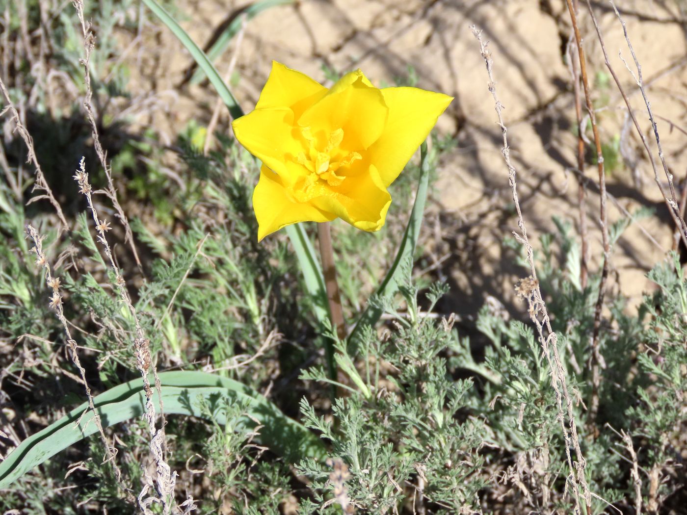 Image of Tulipa kolpakowskiana specimen.