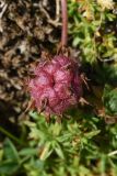 Trifolium raddeanum