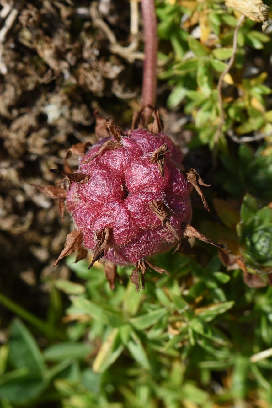 Image of Trifolium raddeanum specimen.