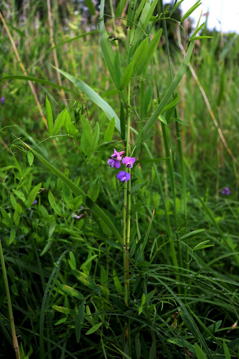 Изображение особи Lathyrus palustris.