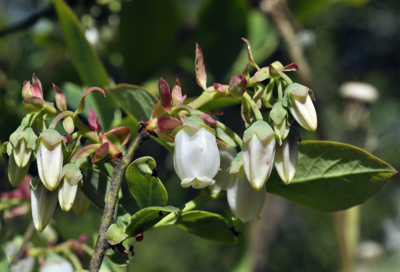 Изображение особи Vaccinium corymbosum.