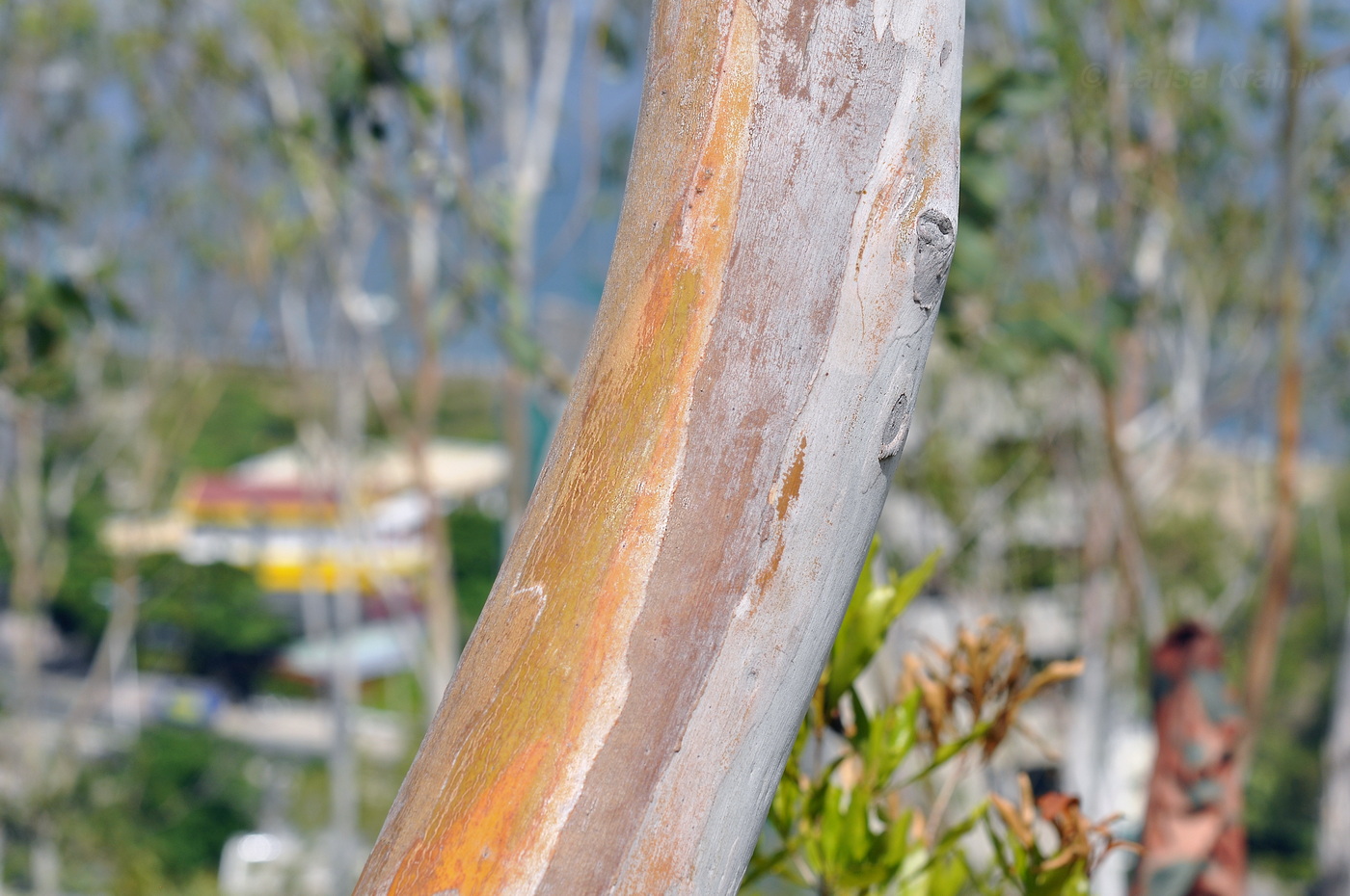 Image of genus Eucalyptus specimen.