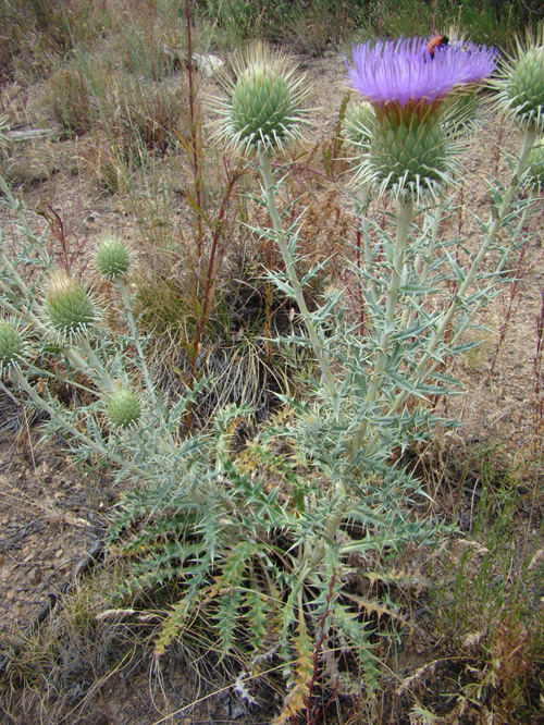 Image of Olgaea pectinata specimen.