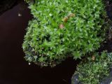 род Bryum