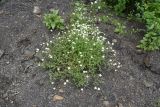 семейство Caryophyllaceae