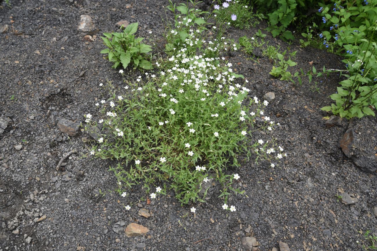 Image of familia Caryophyllaceae specimen.