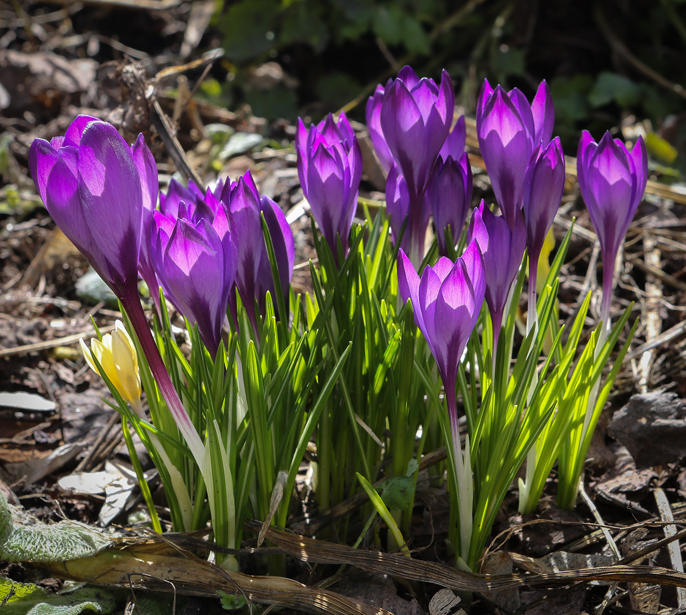 Изображение особи Crocus vernus.