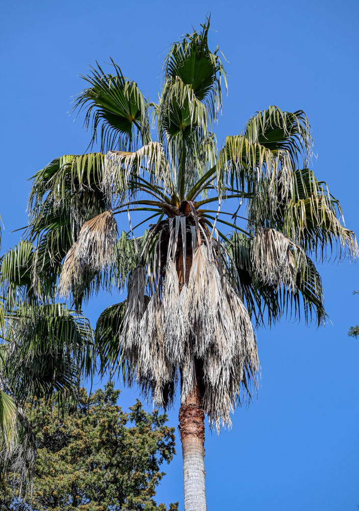 Изображение особи Washingtonia filifera.