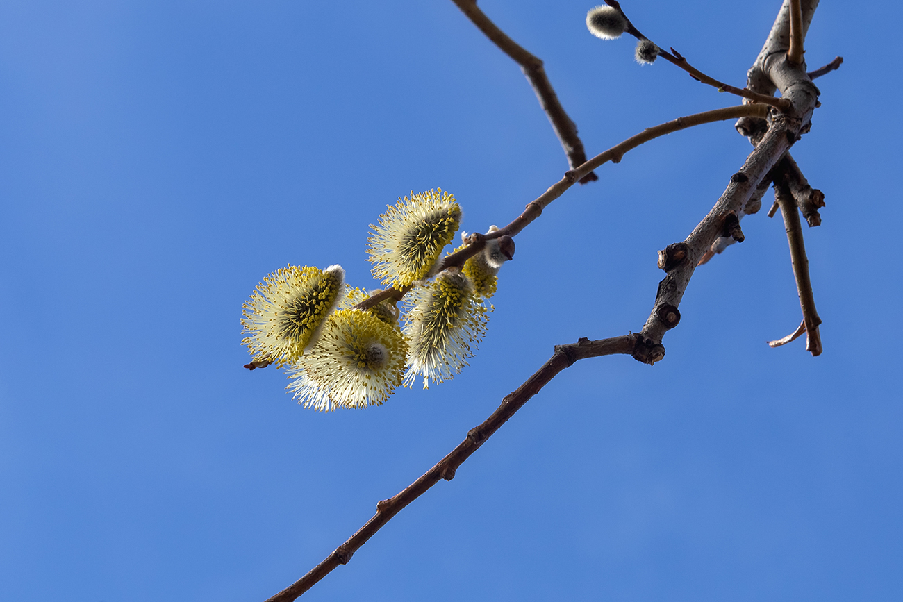 Изображение особи Salix caprea.