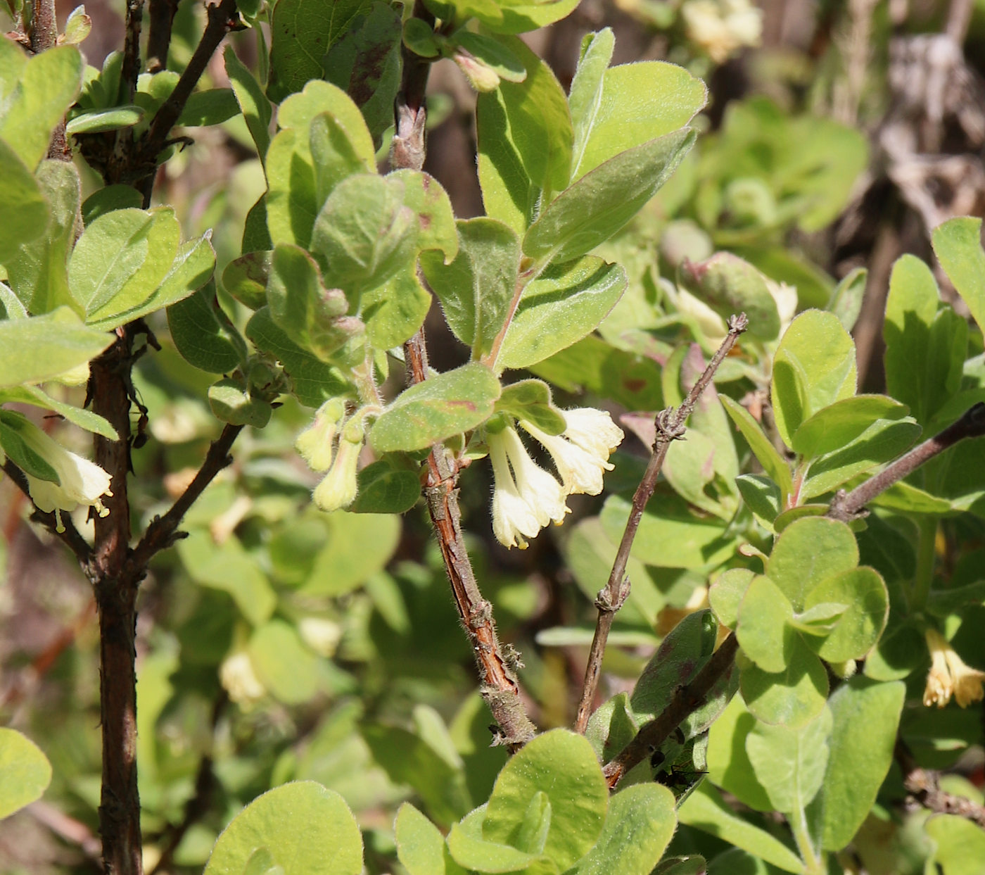 Image of Lonicera baltica specimen.