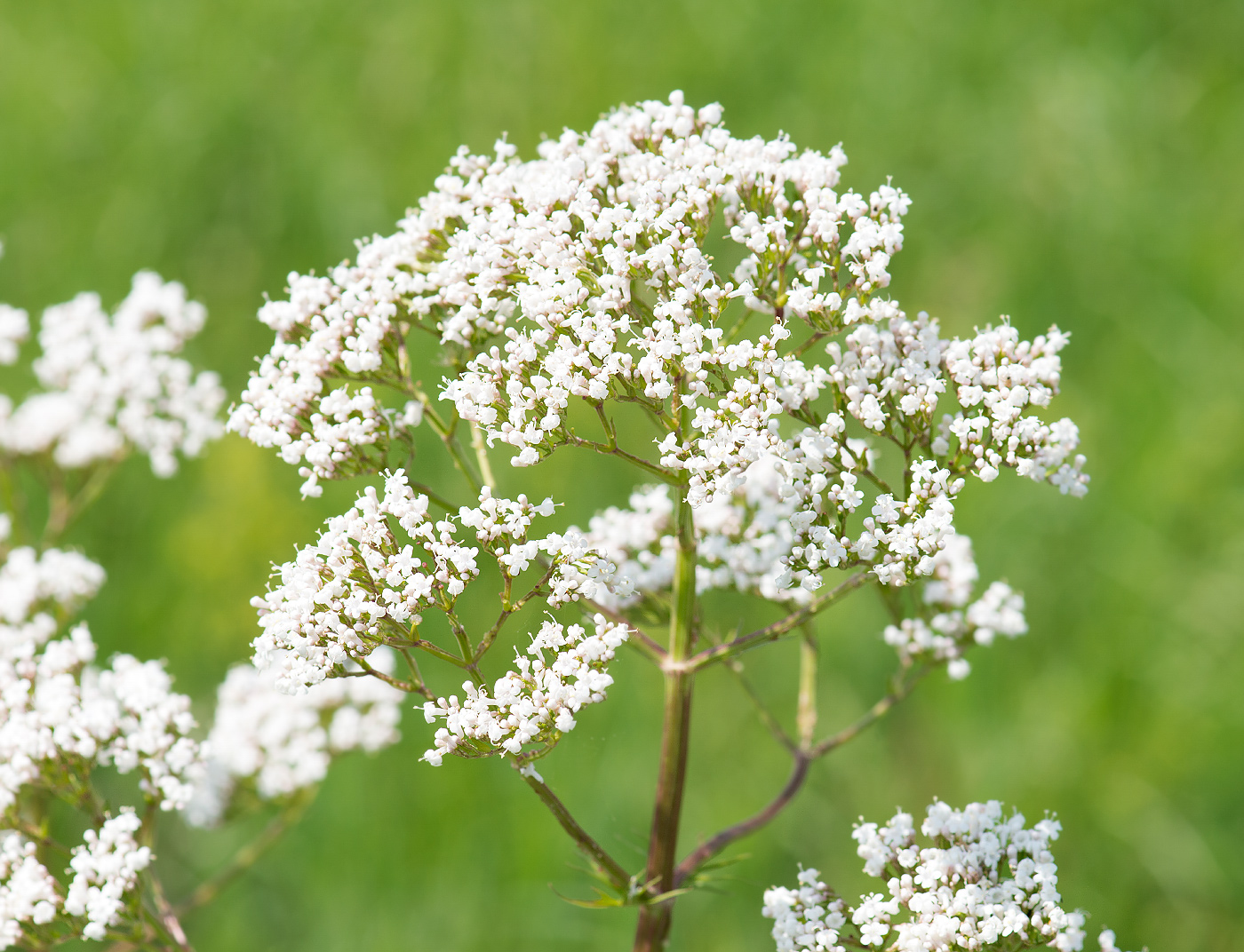 Image of genus Valeriana specimen.