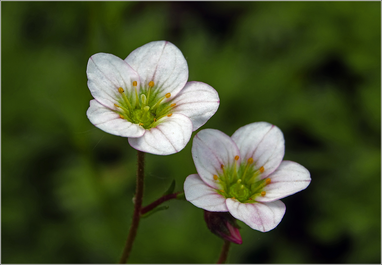 Изображение особи Saxifraga &times; arendsii.