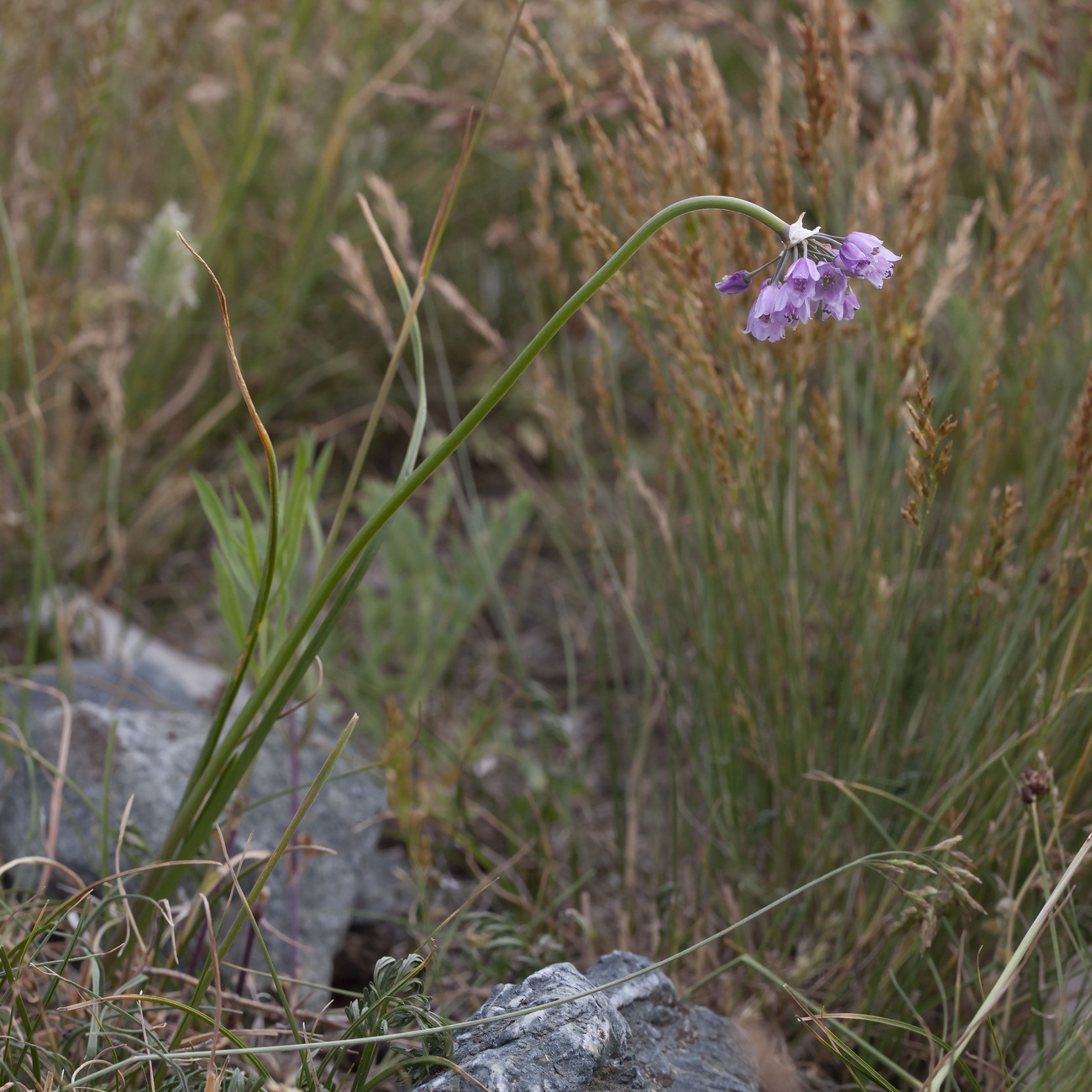 Изображение особи Allium rubens.