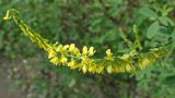 Melilotus officinalis. Соцветие. Хабаровский край, г. Комсомольск-на-Амуре, пустырь. 05.07.2025.