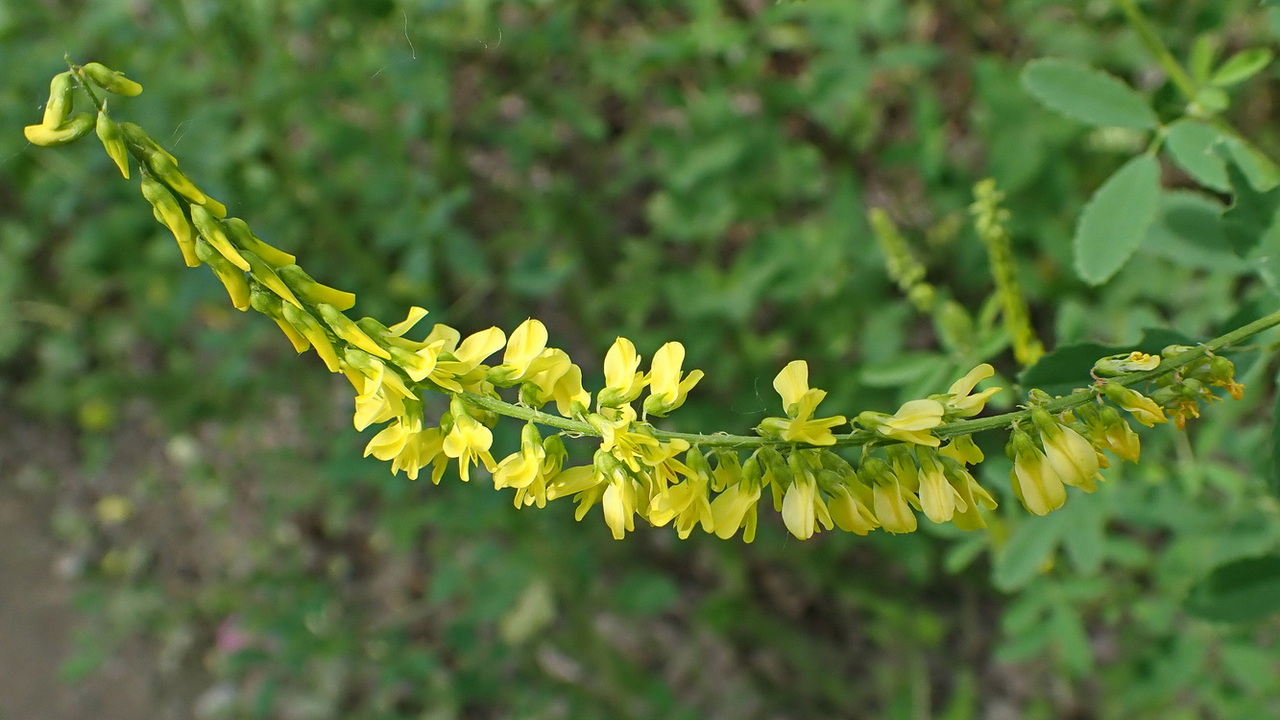 Image of Melilotus officinalis specimen.