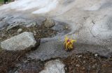 genus Pedicularis