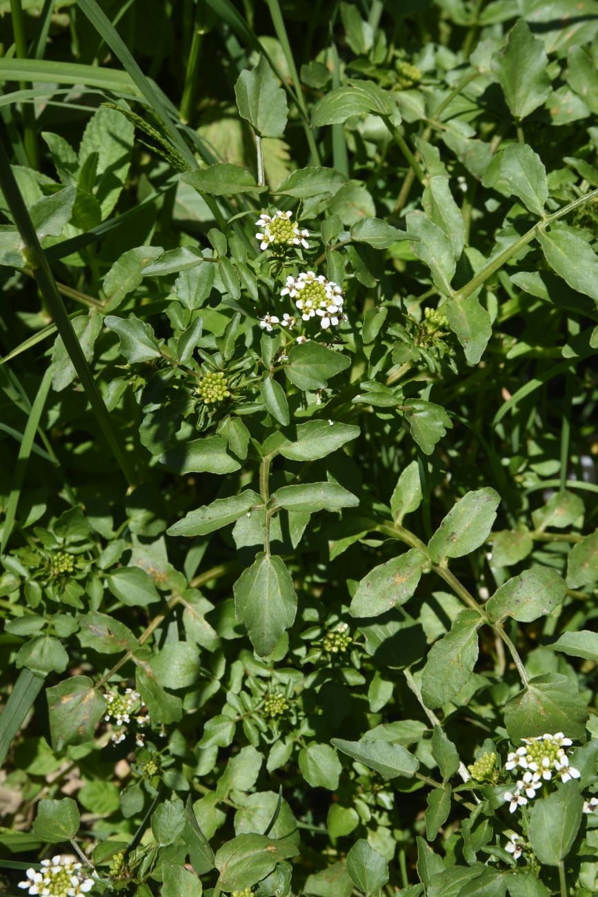 Image of Nasturtium officinale specimen.