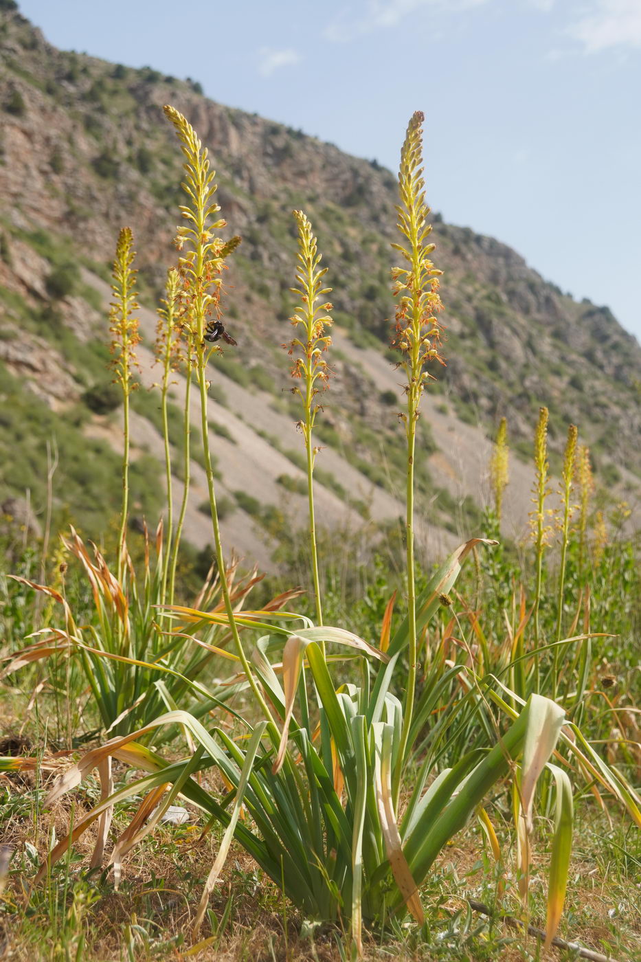 Image of Eremurus fuscus specimen.