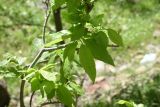 Image of taxon representative. Author is Александр Лебедев