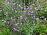 Scabiosa lachnophylla