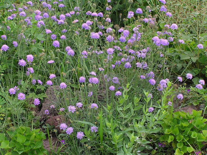 Изображение особи Scabiosa lachnophylla.