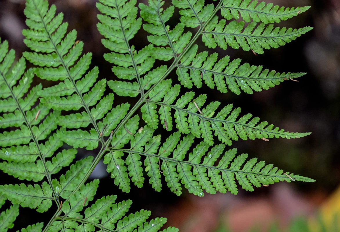 Image of Dryopteris aemula specimen.