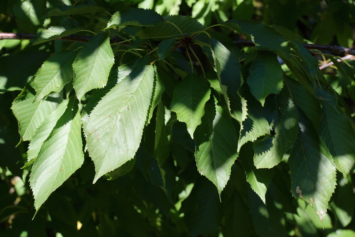 Изображение особи Cerasus avium.