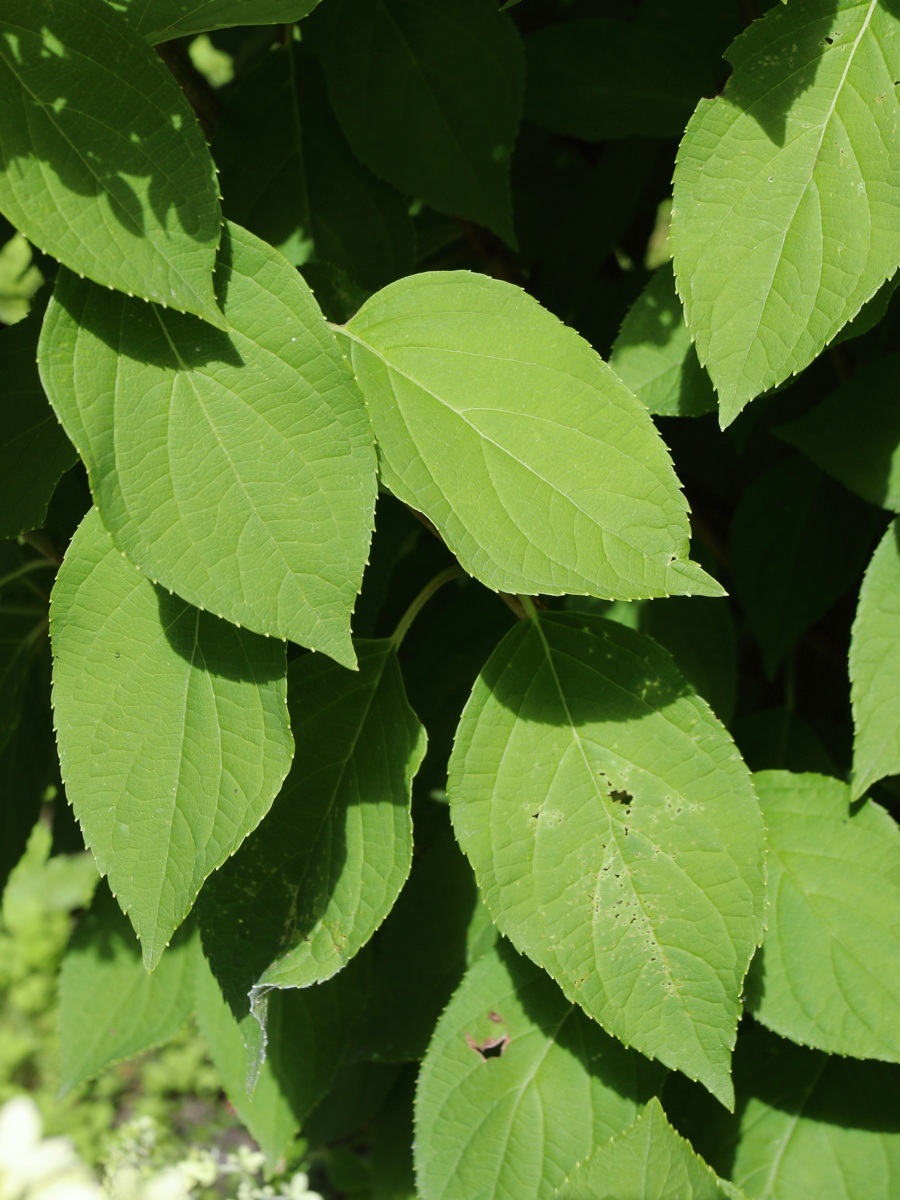Image of Hydrangea paniculata specimen.
