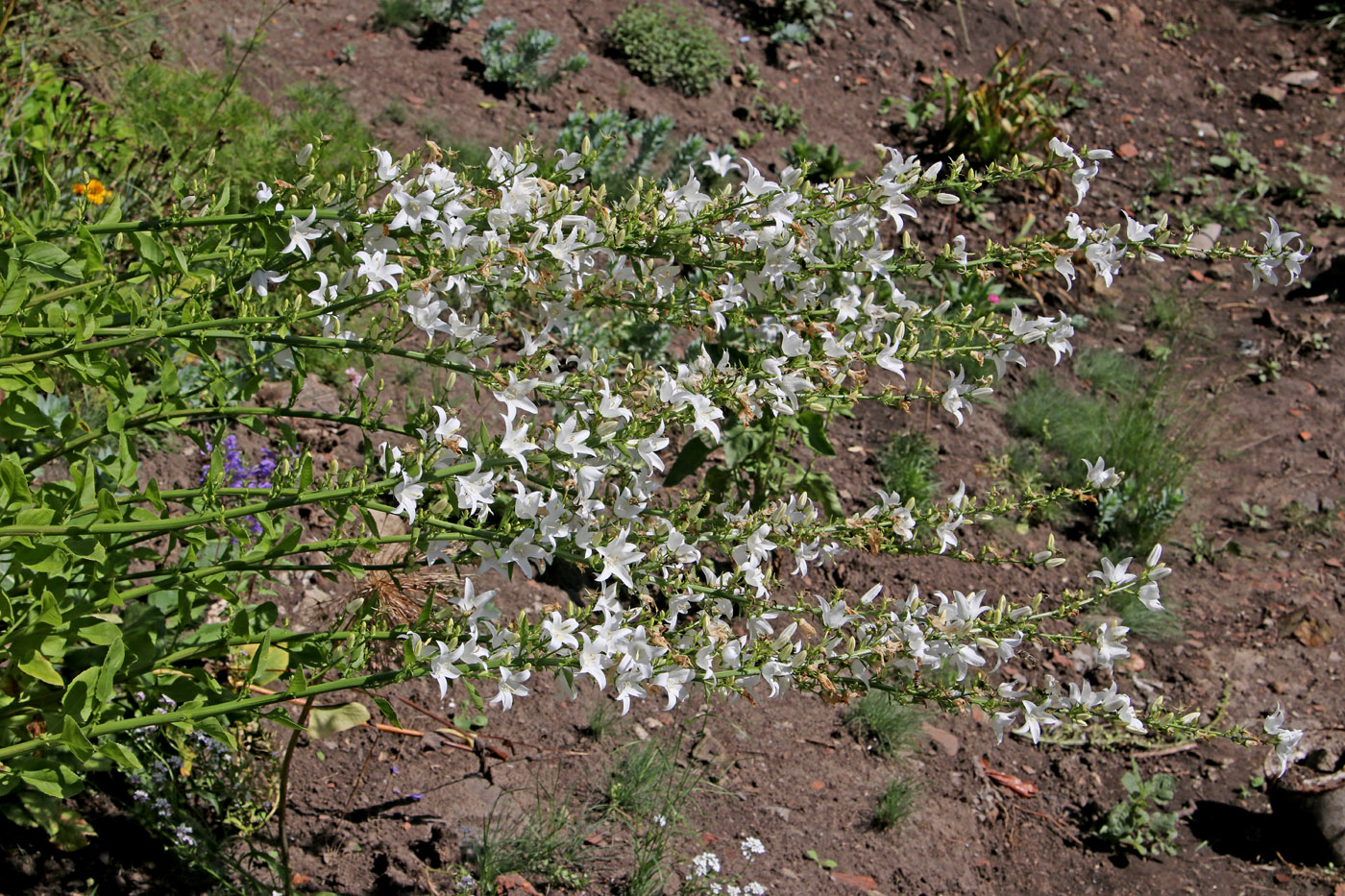 Изображение особи Campanula pyramidalis.