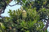 genus Agathis. Верхушка ветви с незрелыми шишками. Португалия, о-в Мадейра, г. Фуншал, в культуре. 21.08.2025.