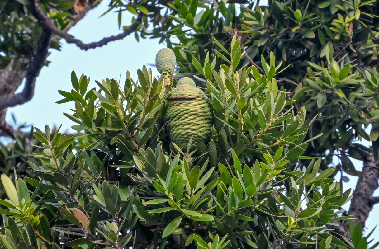 Image of Agathis robusta specimen.