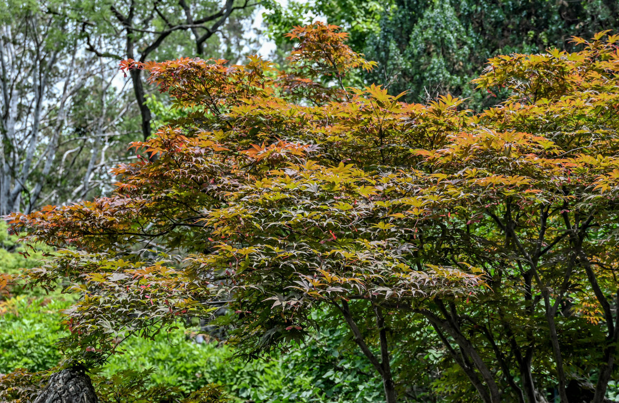 Изображение особи Acer palmatum.