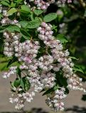 Deutzia scabra. Верхушка ветви с соцветиями. Калининградская обл., г. Калининград, в культуре. 29.06.2025.