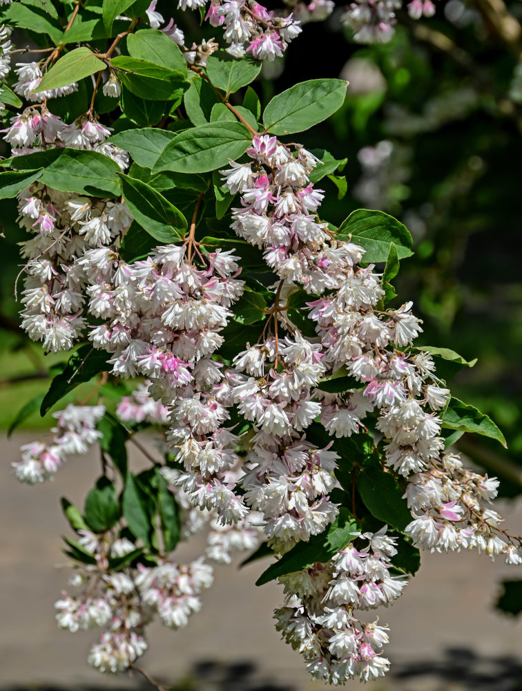 Image of Deutzia scabra specimen.