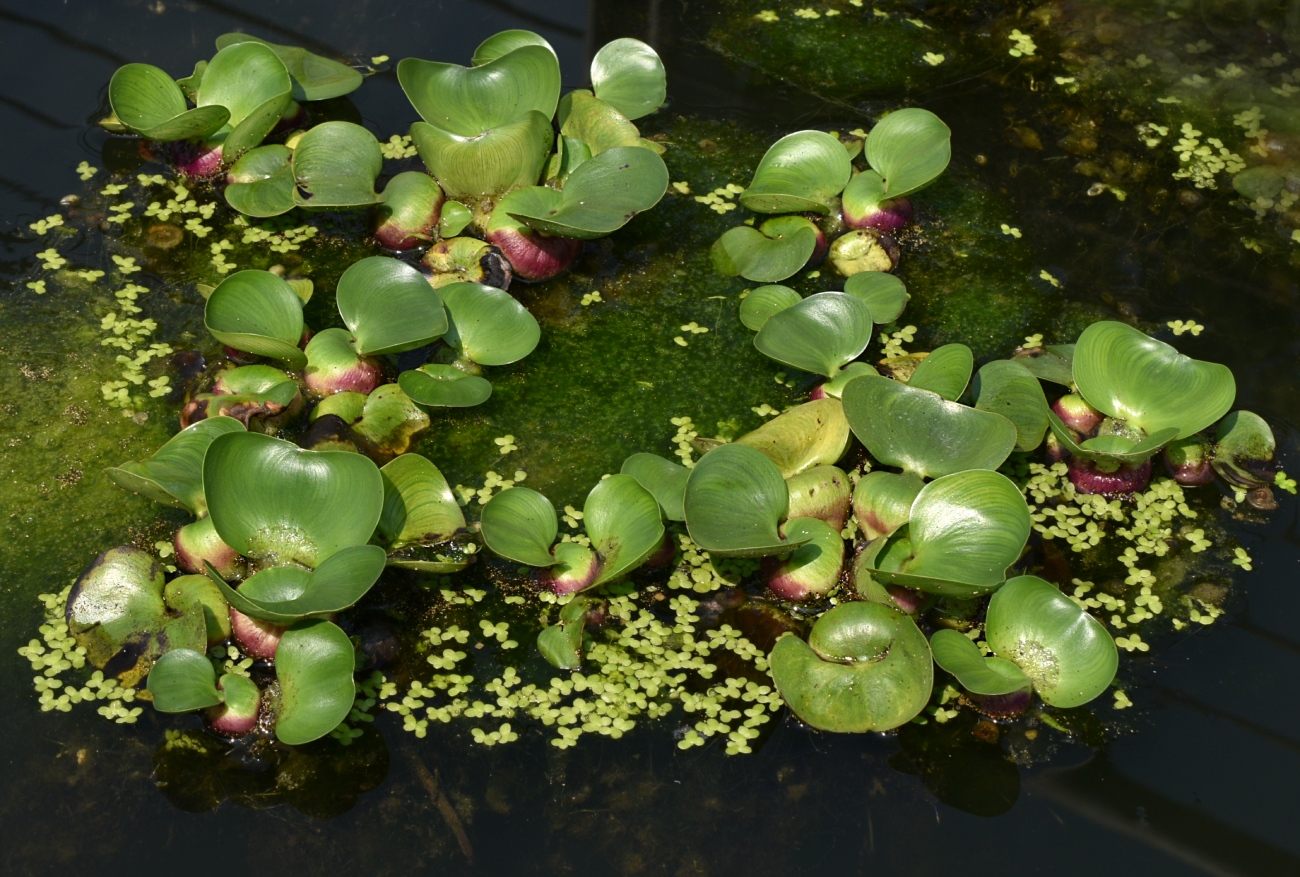 Изображение особи Eichhornia crassipes.