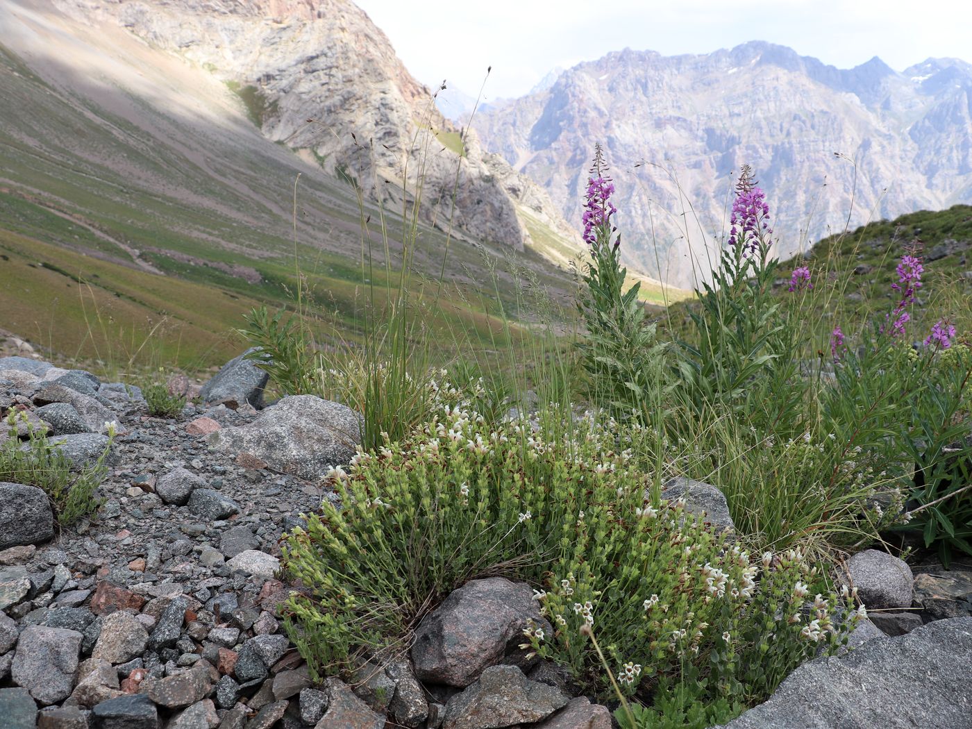 Изображение особи Dracocephalum komarovii.