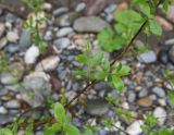 genus Salix. Веточка. Республика Адыгея, окр. пос. Каменномостский, галечный пляж под скалой Пронеси Господи. 2 мая 2025 г.