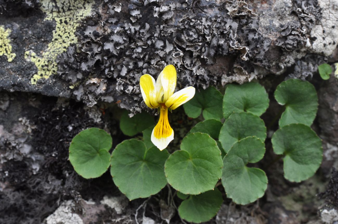 Изображение особи Viola caucasica.