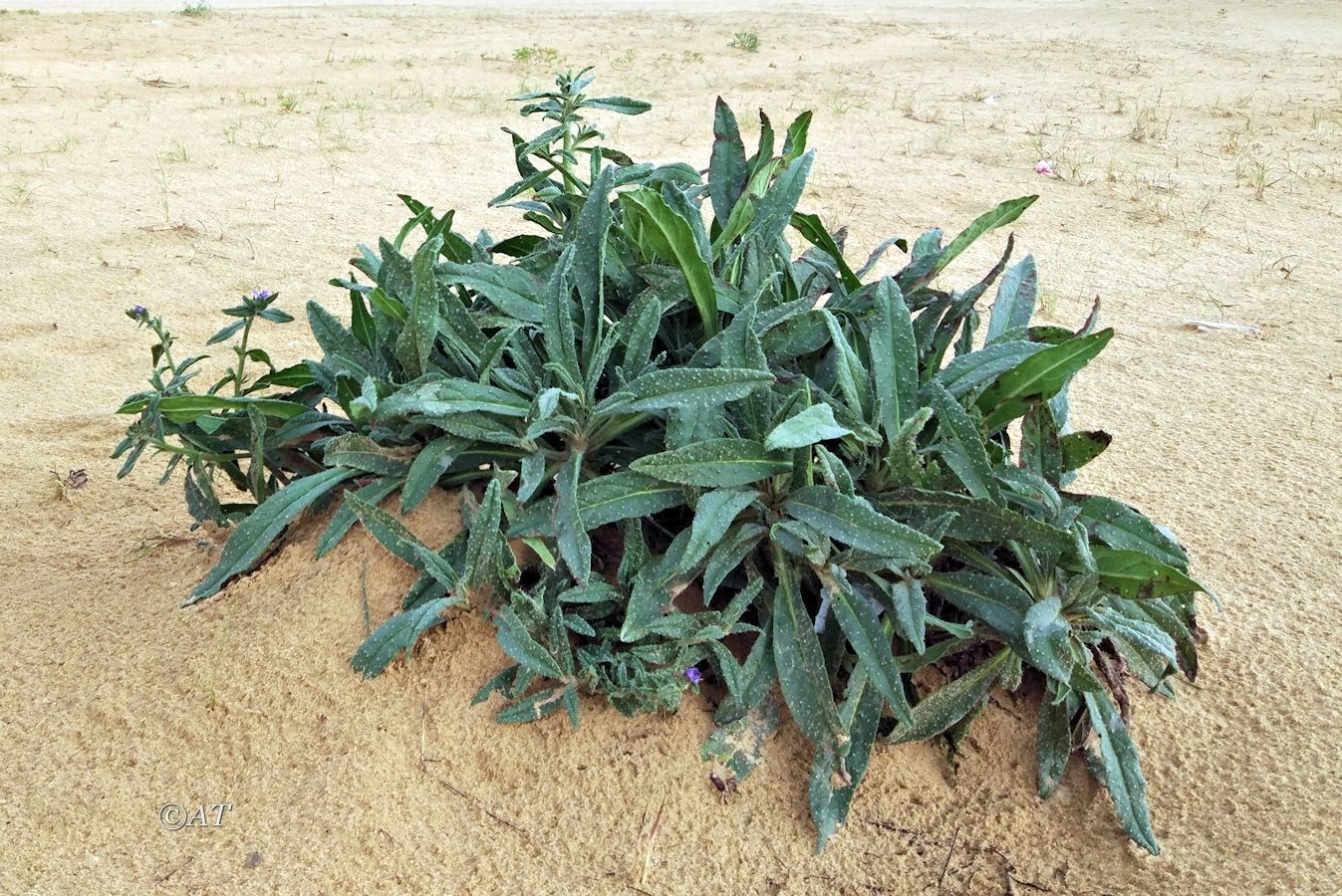 Image of familia Boraginaceae specimen.