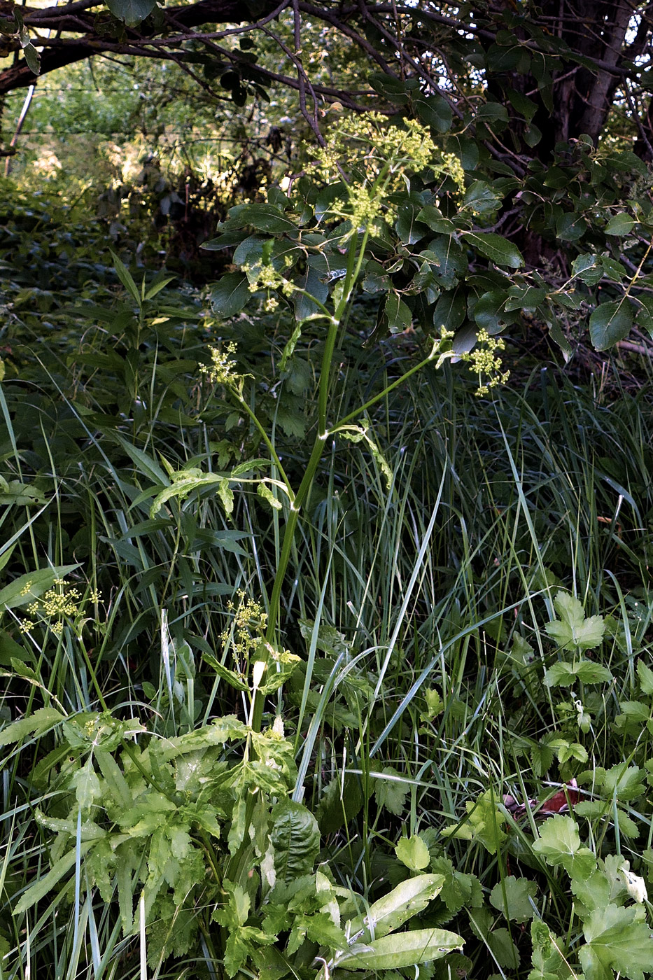 Изображение особи Pastinaca sylvestris.