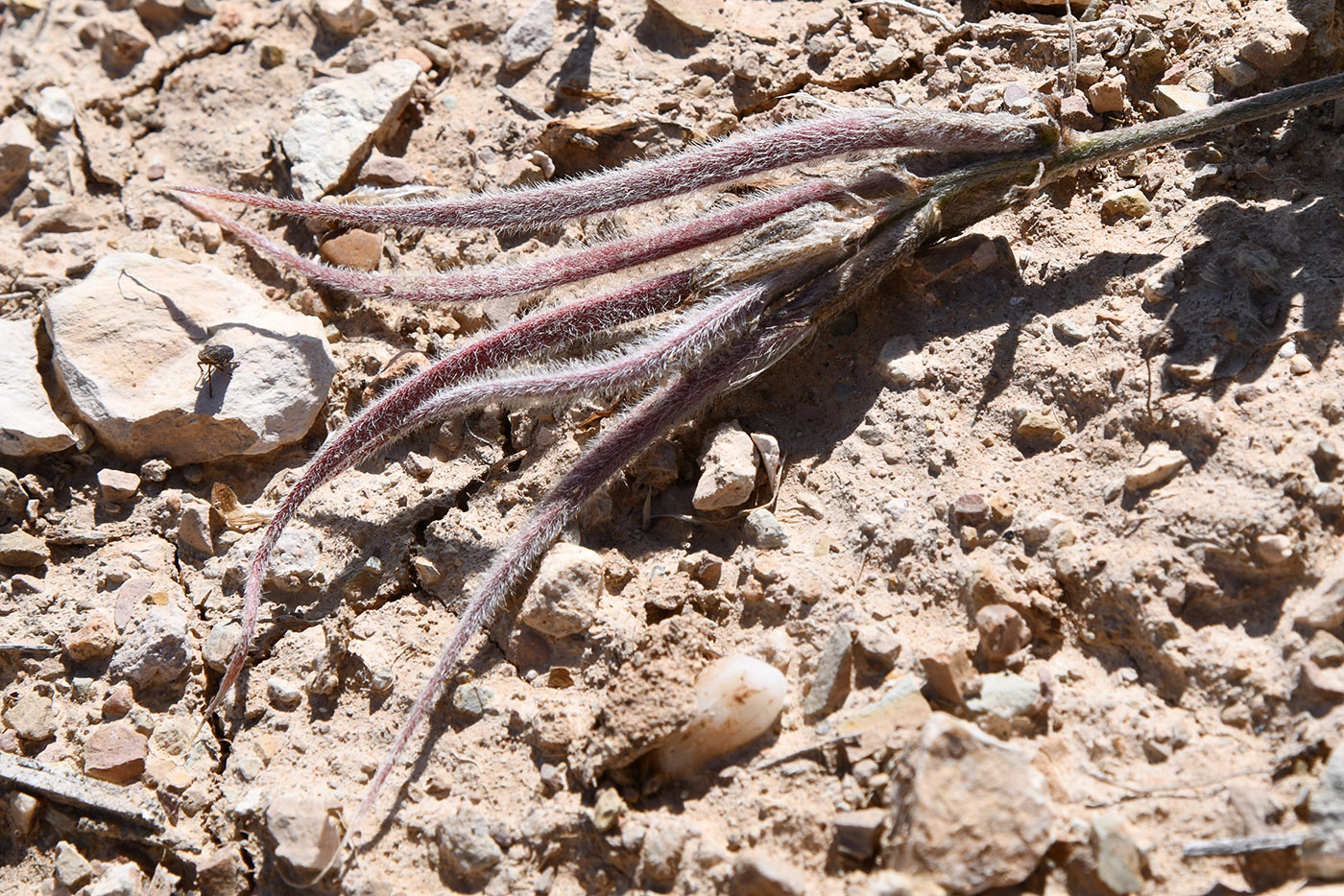 Изображение особи Astragalus dolichocarpus.