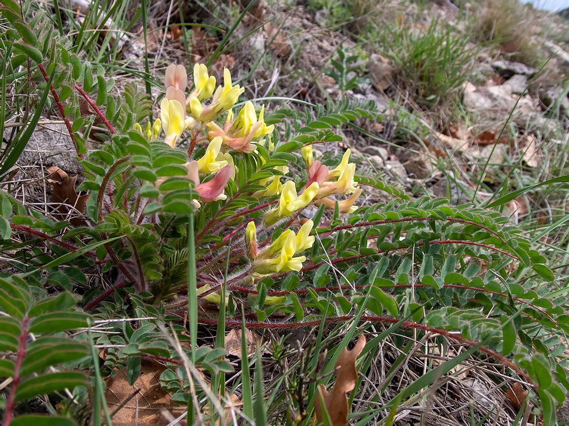 Image of Astragalus utriger specimen.
