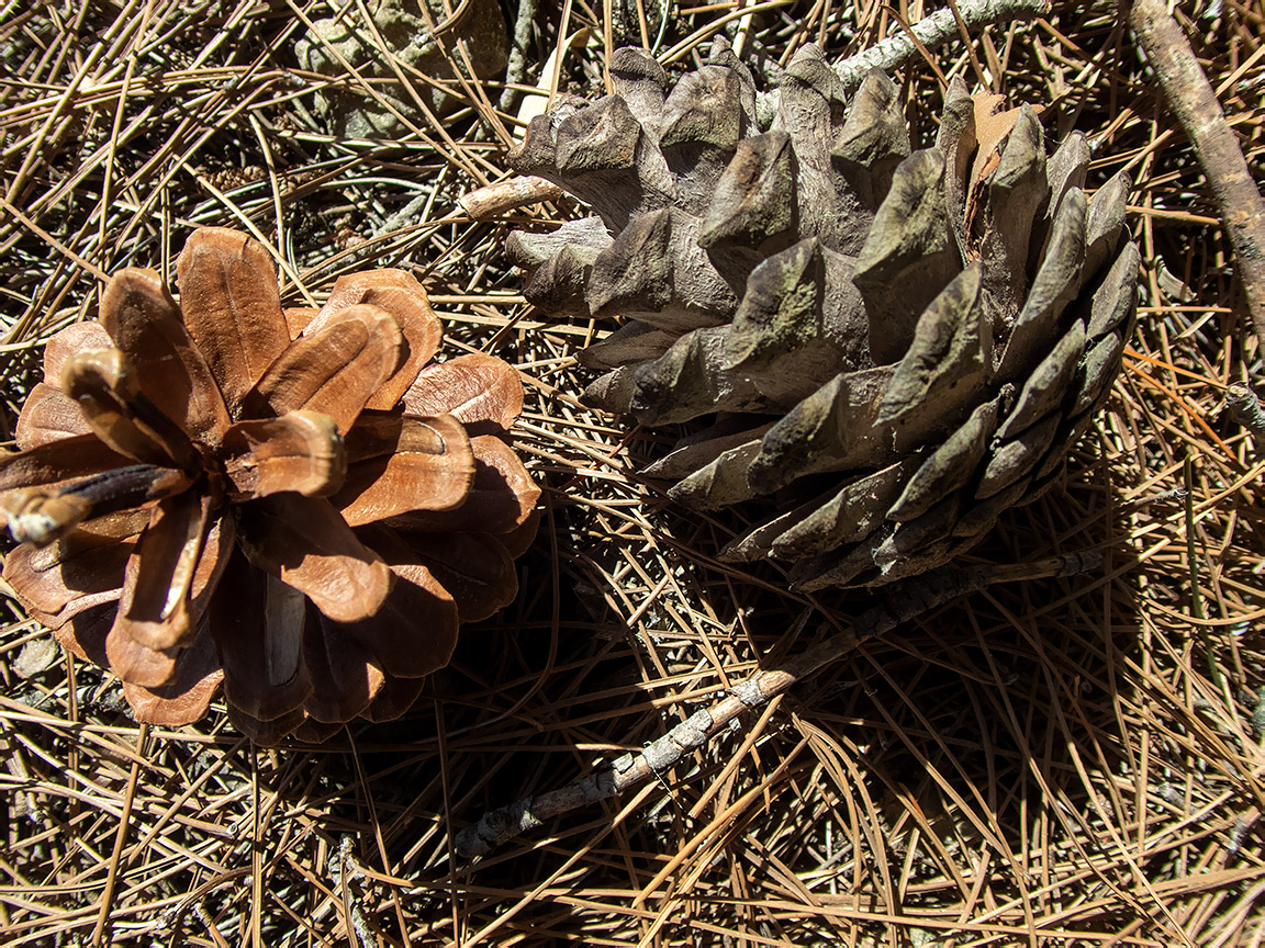 Изображение особи Pinus pityusa.