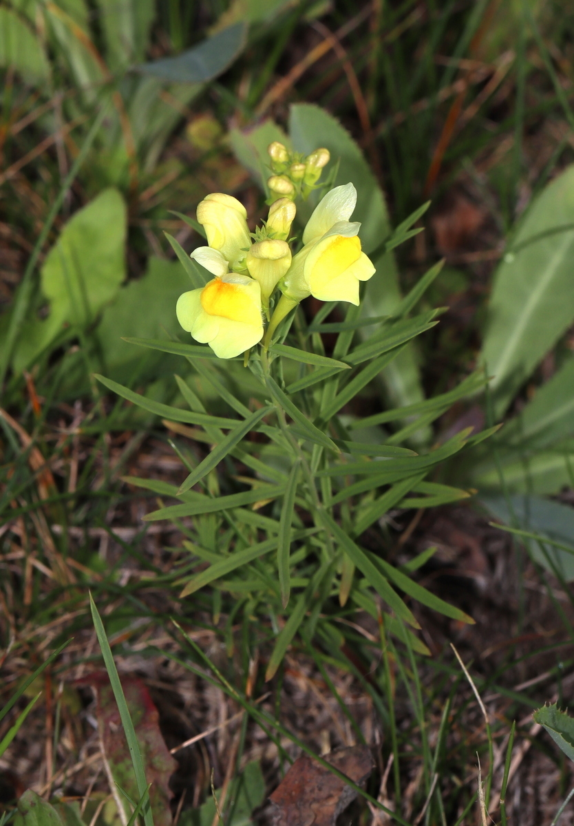 Изображение особи Linaria acutiloba.