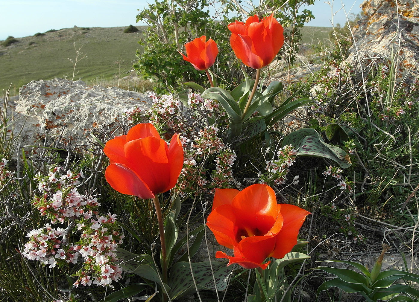 Image of Tulipa greigii specimen.