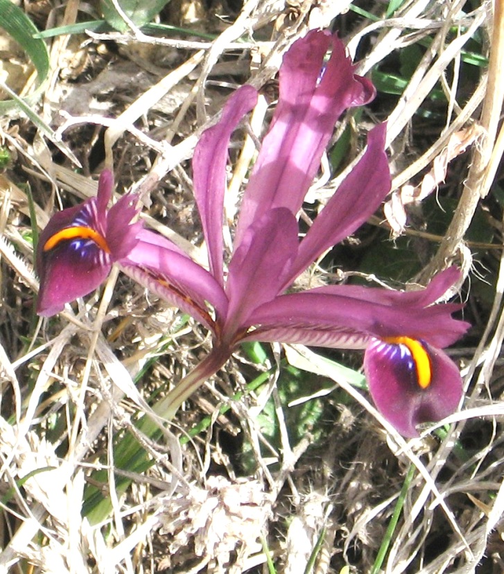 Image of Iridodictyum reticulatum specimen.