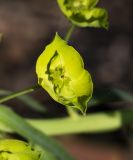 Euphorbia virgata. Циаций. Московская обл., ГО Мытищи, окр. пос. Пироговский; опушка соснового леса. 21.05.2026.