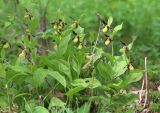 Cypripedium calceolus