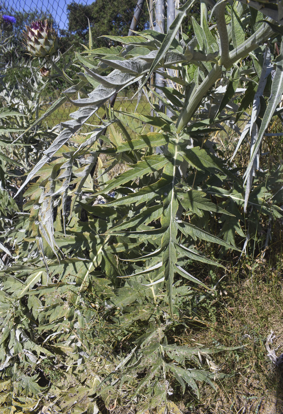 Image of Cynara scolymus specimen.