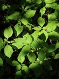 Impatiens parviflora. Вегетирующие растения (вид сверху). С.-Петербург, Петергоф, Луговой парк, Бабигонская возвышенность, северное подножие, сырой вторичный лес, у тропы. 07.06.2026.
